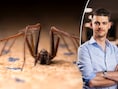 De jaarlijkse spinneninvasie is gestart: hou je ze buiten met ‘wondermiddelen’ zoals kastanjes?