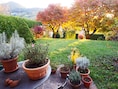 Ligt je tuin er treurig bij? Zo laat je gras, planten en bloemen in 6 stappen herleven voor een prachtig herfstseizoen
