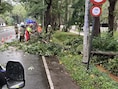 Drukke nacht voor Brandweer Zone Rand: 183 interventies na storm, waarvan 149 voor omgevallen bomen
