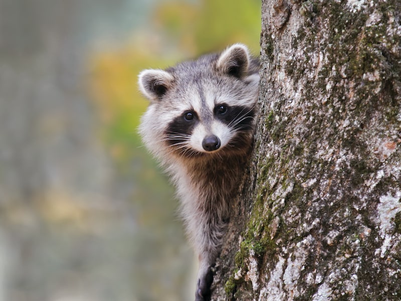 KIJK. ‘Bootcamp’ voor wasberen: Amerikaanse staat stoomt moederloze jongen klaar voor leven in de wildernis