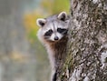 KIJK. ‘Bootcamp’ voor wasberen: Amerikaanse staat stoomt moederloze jongen klaar voor leven in de wildernis