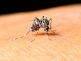 Westnijlvirus veroorzaakt recordaantal besmettingen in Europa