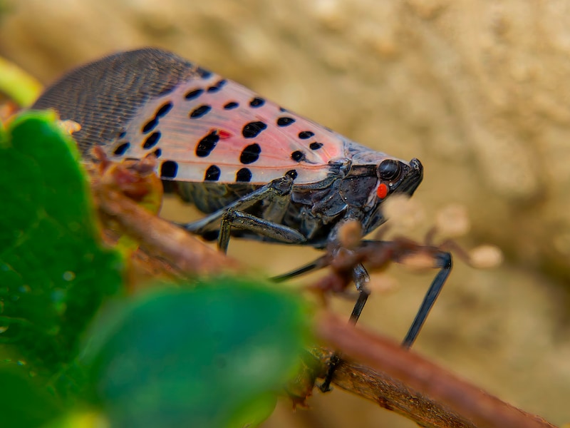 Invasieve gevlekte lantaarnvlieg uit Azië voor het eerst in EU gesignaleerd