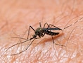 Twee doden in Vlaanderen na besmetting met westnijlvirus