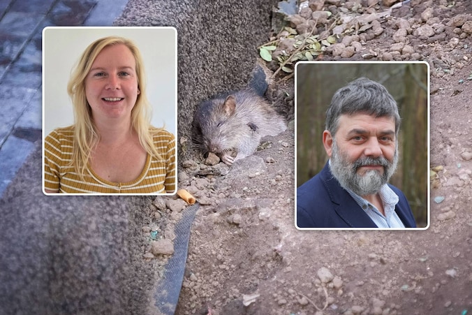 “Ze duiken op waar we ze anders nooit zien”: waarom we ratten net nu ...