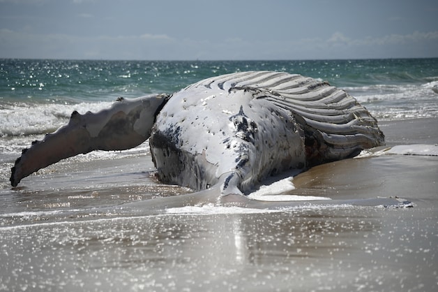 Strand in Perth afgesloten door aangespoelde walvis: ook witte haaien ...
