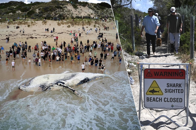 Strand in Perth afgesloten door aangespoelde walvis: ook witte haaien ...