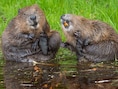 Finalisten Comedy Wildlife Awards bekend: ook Belgische fotografe onder de kanshebbers