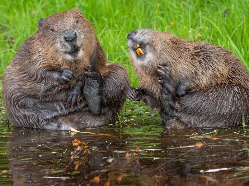 Finalisten Comedy Wildlife Awards bekend: ook Belgische fotografe onder de kanshebbers