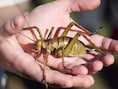 Zwaarste insect ter wereld gered van de ondergang: tienduizenden exemplaren gefokt en uitgezet