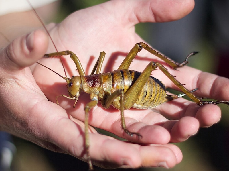 Zwaarste insect ter wereld gered van de ondergang: tienduizenden exemplaren gefokt en uitgezet