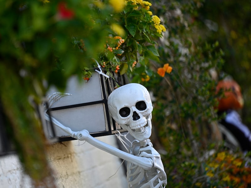 Leerexpert Kokoen in Brasschaat houdt griezelige halloween-bingo