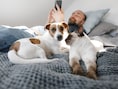 Je hond of kat meenemen in bed: is dat een verstandig (en gezond) idee?
