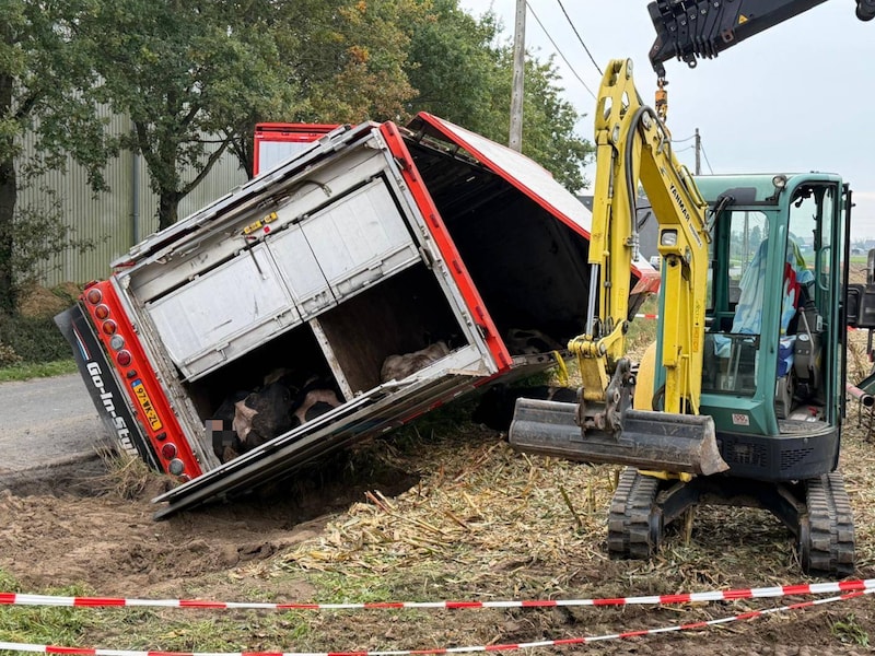 Rundertransport kantelt in gracht in Ardooie: vijftiental dieren overleeft rit naar slachthuis niet
