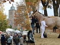 Griezels en trekpaarden kleuren halloweenfeestweekend in Vollezele