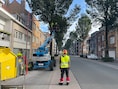 Bomenploeg van Stad Oostende is volop bezig met snoeiwerken