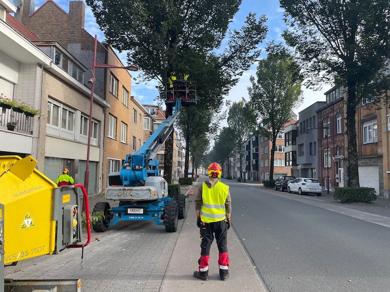 Bomenploeg van Stad Oostende is volop bezig met snoeiwerken