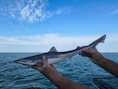 Voor het eerst in 60-tal jaar blauwvintonijn gespot in Belgische Noordzee, ook zeldzame ruwe haai duikt op
