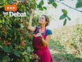 “Even in de waan dat je in Zuid-Frankrijk bent”: Purfruit in Oeselgem door lezers verkozen tot mooiste verborgen parel van Dentergem