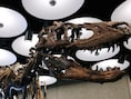 Opnieuw dinoskelet geveild voor duizelingwekkend bedrag: ‘Jodi’ brengt 47 miljoen dollar op