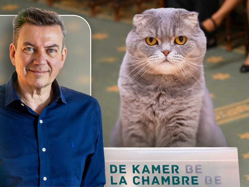 Geen Bart De Wever in de Kamer. De premier stuurde zijn kat. Ziehier de State of the Union van Maximus: “Tot u spreekt de kater van de eerste minister”