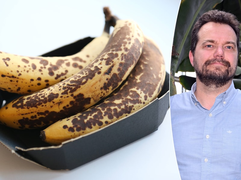 Gedaan met die bruine banaan binnenkort, maar is de gemodificeerde versie ook even lekker en veilig?