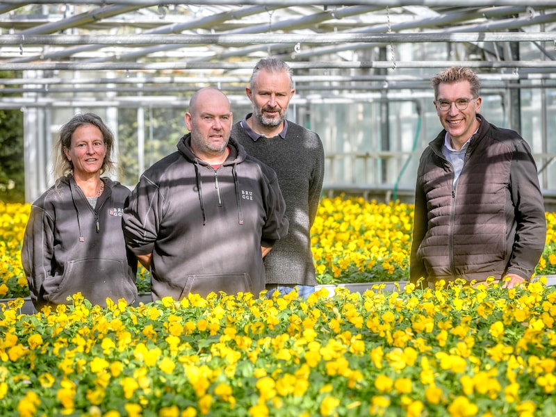 KIJK. Brugge ruilt de zomerplanten in voor kleurrijke winterviooltjes