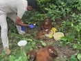 Vijf verwaarloosde babyorang-oetans gedumpt in jungle in India, duizenden kilometers van hun leefgebied