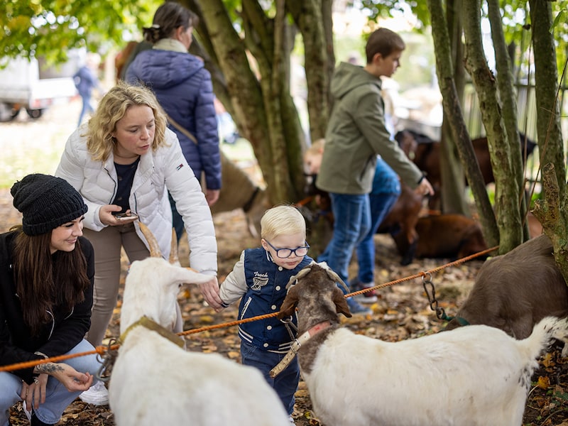 Van trekpaarden tot abstracte kunst: Lembeek maakt zich op voor feestelijk jaarmarktweekend