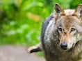 Vraatzuchtige vrouwtjeswolf terroriseert Verviers: één kudde schapen al negentien keer aangevallen