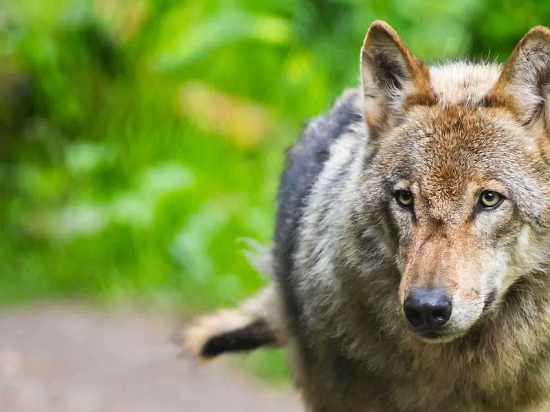 Vraatzuchtige vrouwtjeswolf terroriseert Verviers: één kudde schapen al negentien keer aangevallen