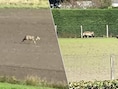 KIJK. Wolf gespot in Hoogstraten: “Dier staat waarschijnlijk onder enorme druk”