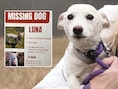 Hondje Luna was meer dan een maand vermist in Yellowstone, nu is ze herenigd met haar baasjes