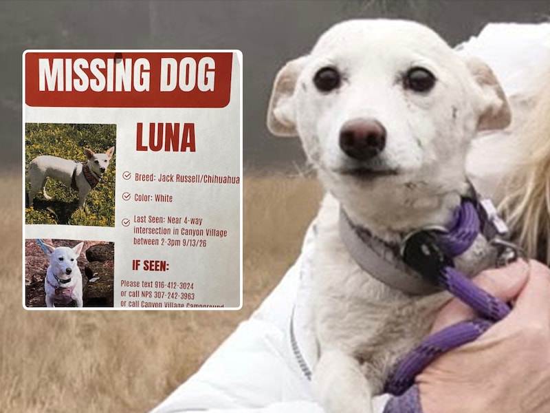 Hondje Luna was meer dan een maand vermist in Yellowstone, nu is ze herenigd met haar baasjes