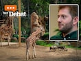 “Stadsbestuur moet zich verzetten bij Vlaamse regering”: Antwerpse politiek over besparingen op de Zoo