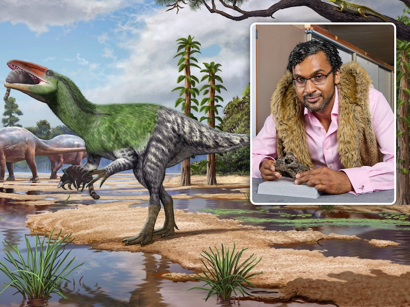 Nieuwe roofdinosaurus, die ons zeker zou hebben achtervolgd, ontdekt dankzij fossiel dat 100 jaar in een schuif lag: “Verwant aan de T. Rex”