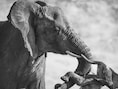 Aangrijpende foto van een olifant en overleden kalf wint ‘Wildlife Photographer of the Year’ prijs
