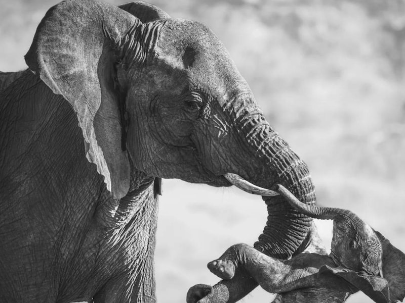 Aangrijpende foto van een olifant en overleden kalf wint ‘Wildlife Photographer of the Year’ prijs
