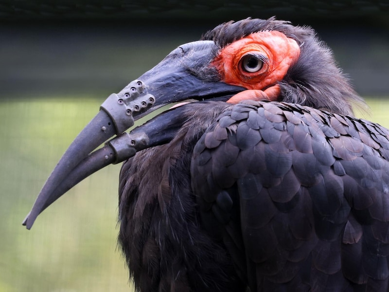 Primeur in Amsterdamse zoo: vogel krijgt eerste volledig 3D-geprinte snavel