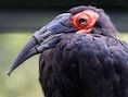 Primeur in Amsterdamse zoo: vogel krijgt eerste volledig 3D-geprinte snavel