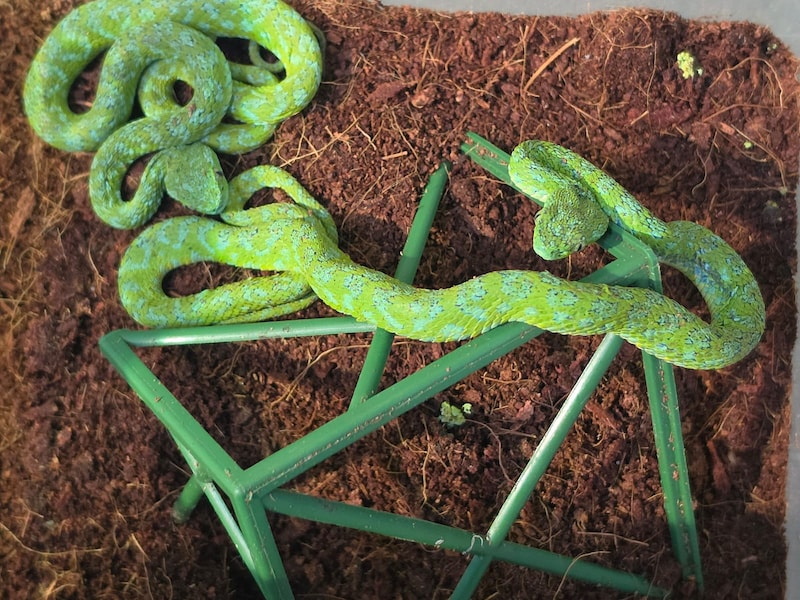 Meer dan 90(!) exotische reptielen ontdekt in koffer op luchthaven Keulen: reptielen zaten verstopt in shampooflessen en opgerolde sokken