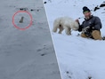 KIJK. “Ongelofelijk”: hondje LouLou 50 uur na lawine levend gevonden in sneeuw in Alaska, dankzij Apple AirTag