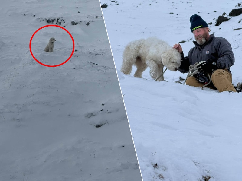 KIJK. “Ongelofelijk”: hondje LouLou 50 uur na lawine levend gevonden in sneeuw in Alaska, dankzij Apple AirTag