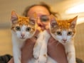 Noodklok over tsunami aan kittens: ‘Asiels in heel Zeeland zitten al vol’