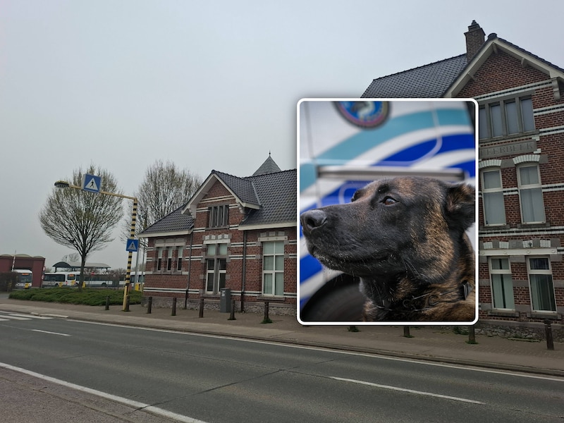 Geen drugs aangetroffen bij controle van 550 busreizigers in Pajottegem