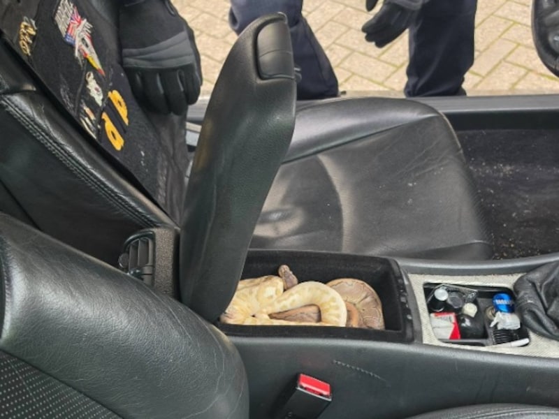 Nederlandse politie doet bizarre vondst in auto: twee pythons in de middenconsole, een doos met muizen en een goudvis