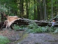 Vlaams-Brabantse provinciedomeinen sluiten vrijdag de deuren wegens storm Austen