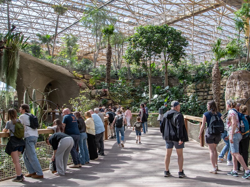 Pairi Daiza investeert 200.000 euro om 50 hectare Ecuadoraans vlinderbos te beschermen: “Vlinderrijkdom bedreigd door ontbossing”