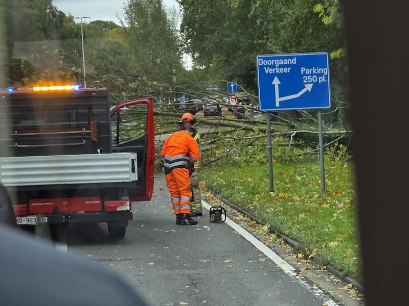 Omgewaaide boom zorgt voor verkeershinder op Europalaan in Genk: al tiental meldingen van afgebroken takken en bomen in Oost-Limburg