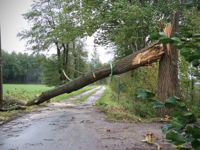 Storm Austen zorgt voor twintigtal meldingen in Noord-Limburg: bomen op rijweg en elektriciteitskabels